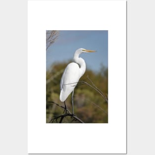 Great egret Posters and Art